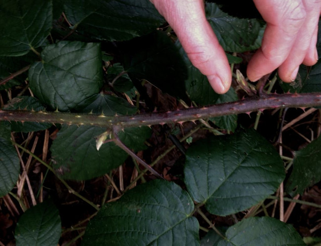 Bramble tips as February forage of the month