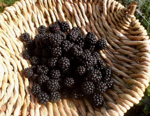 October forage of the month : blackberries