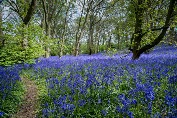 Threatened ancient woodlands like this bluebell wood can be found across the UK