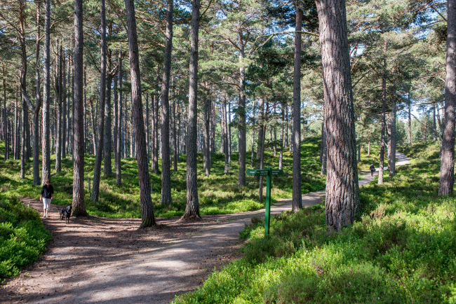 A Woodland Trusts woodland in Scotland