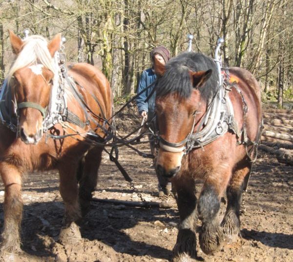 Are you interested in working as a horse logger?