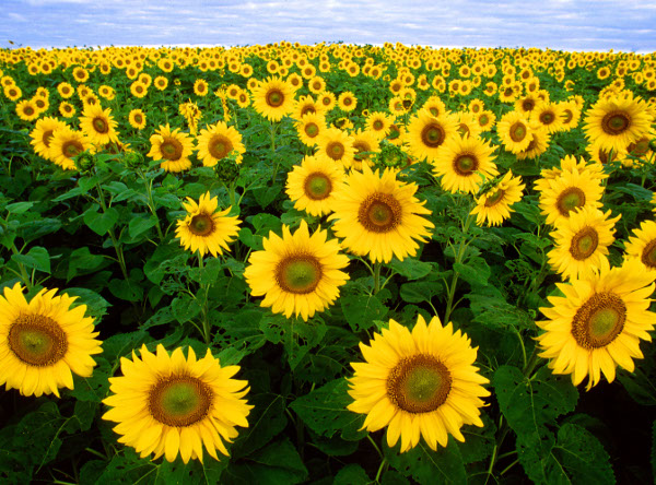 sunflowers