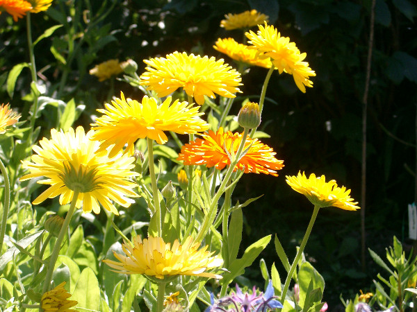 flower growing