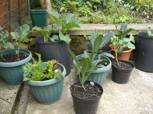 Urban / small-space gardening