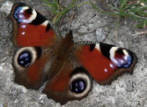 Wildlife gardening