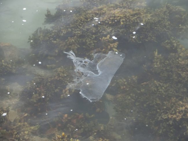 Plastic bag floating off Cornish coast via https://upload.wikimedia.org/wikipedia/commons/thumb/9/9f/Plastic_bag_jellyfish.JPG/2048px-Plastic_bag_jellyfish.JPG