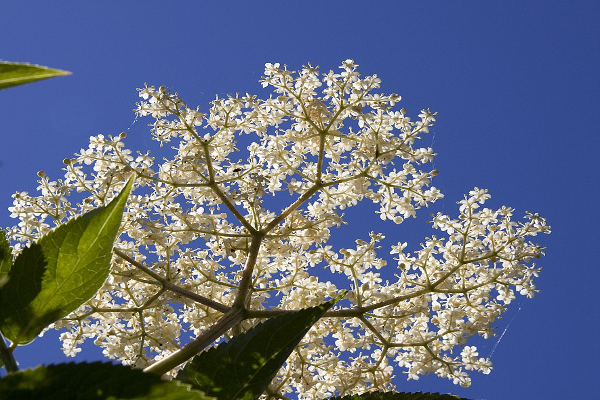 Elderflower by Tony Hisgett