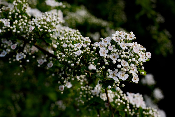 Blossom at Donisthorpe Park by LocalColour