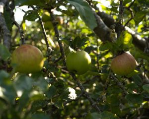 Establishing urban orchards to benefit people, communities and nature