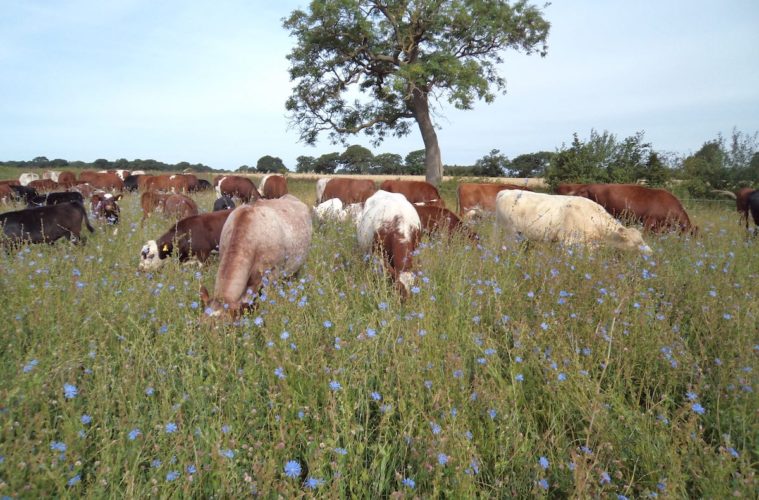 Cows in a meadow