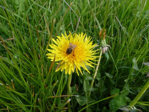 Dandelion found in wildflower meadows in spring