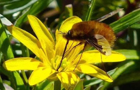 A dark-edged bee-fly photographed by Jo Cartmell