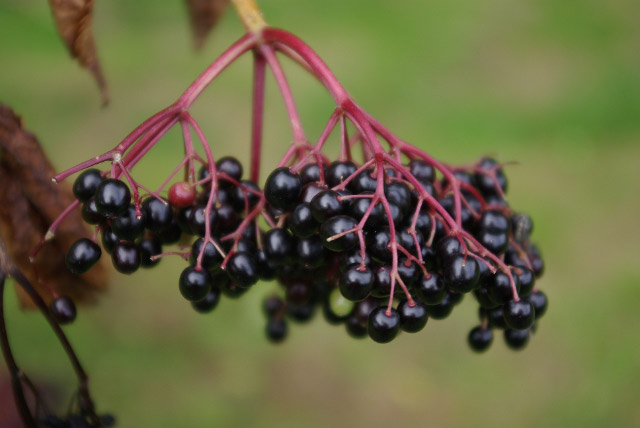 Elderberries for an elderberry elixir