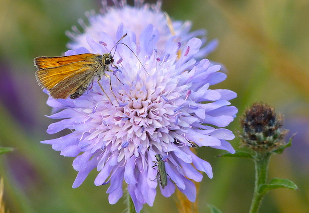 Essex Skipper butterfly and beetle nectaring on Field Scabious in the orchard meadow by Jo Cartmell