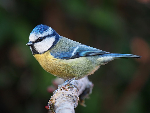 Eurasian blue tit by Francis C. Franklin