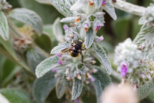 European Wool Carder bee