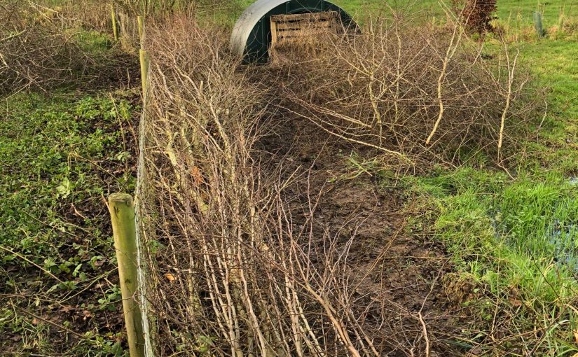 Hedgelaying for wildlife