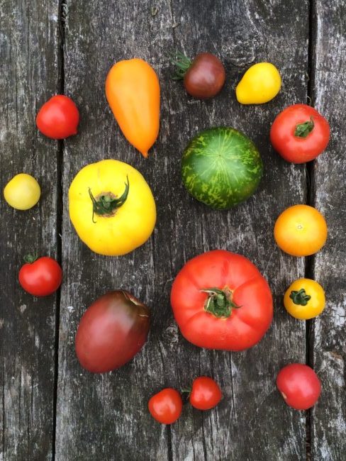 Produce grown at Chagfood CSA