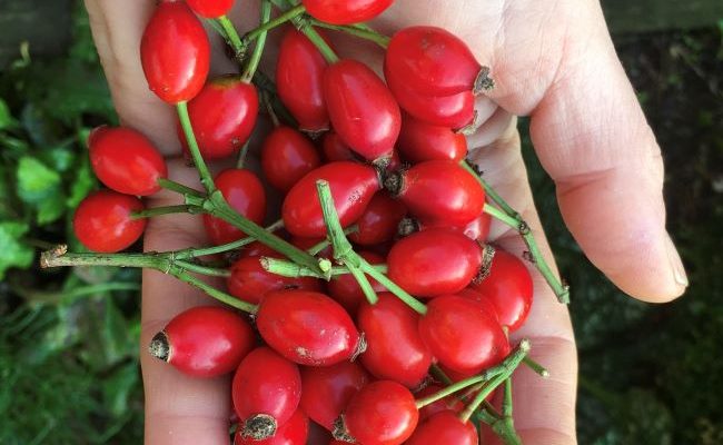 November forage of the month: rose hips