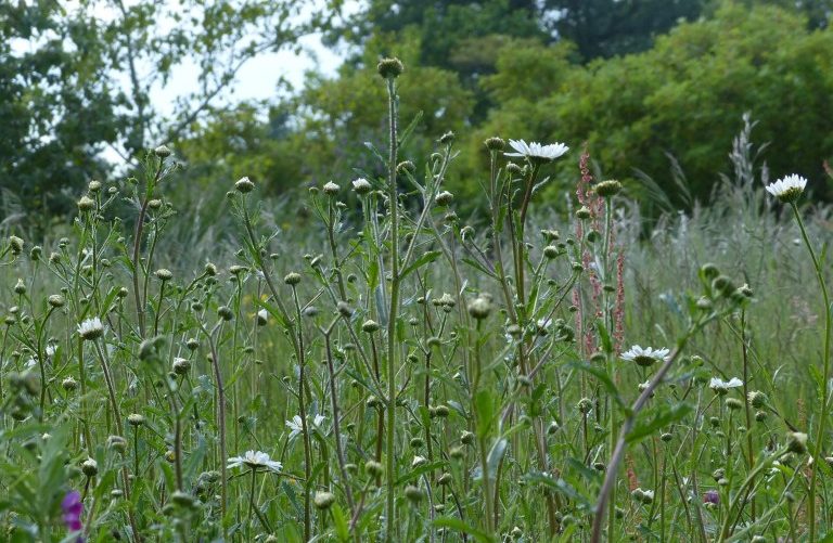 A Somerset meadow photographed by Habitat Aid