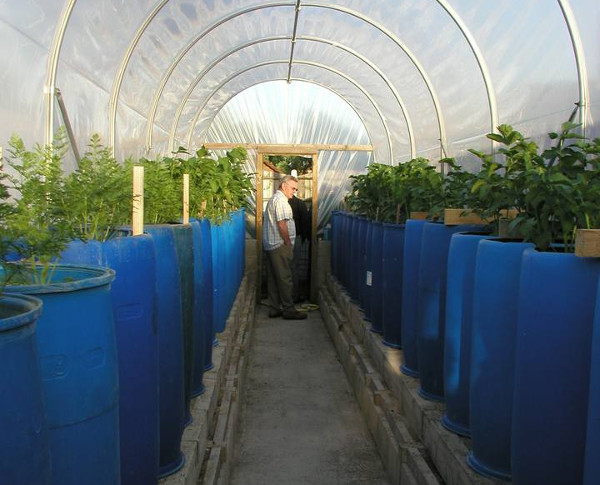 Your polytunnel or greenhouse in May could look like this...