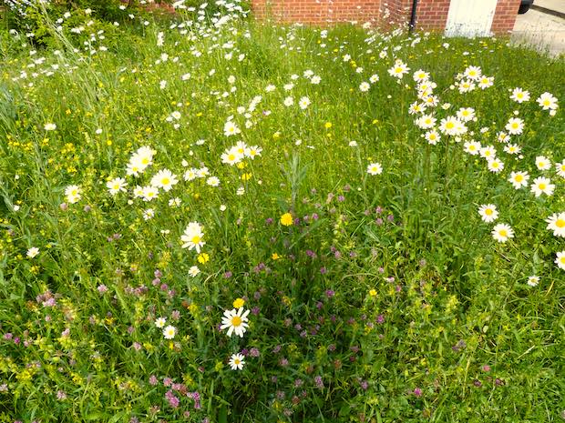 Wildflower meadows are particularly beautiful in summer. Photo by Jo Cartmell of NearbyWild.