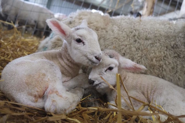 Twin lambs with ewe courtesy of Indie Farmer