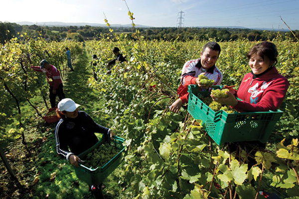 Vital foreign labour in action: Romanian workers harvest the grape crop in an English vineyard in Sussex.