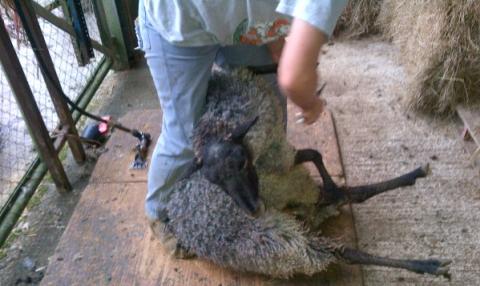 Harvesting wool through shearing