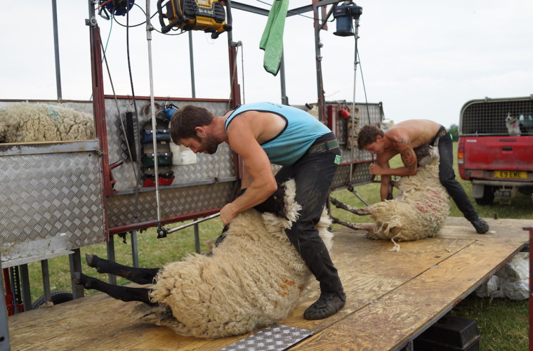 Sheep shearing in action