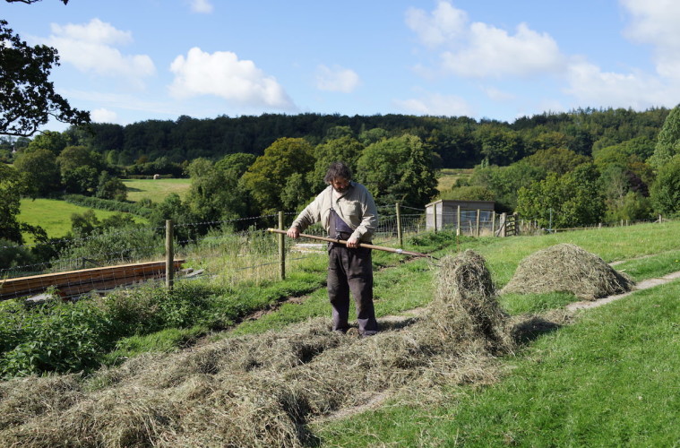 Handmaking hay with a scythe