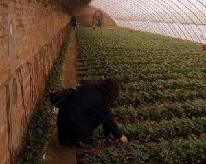 A tale of two greenhouses: in praise of the solar greenhouse