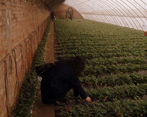 Strawberries in a Chinese solar greenhouse