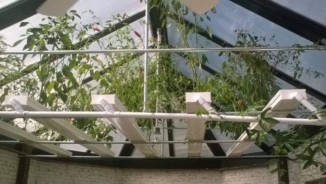 Chillies growing in the conservatory thanks to hydroponics