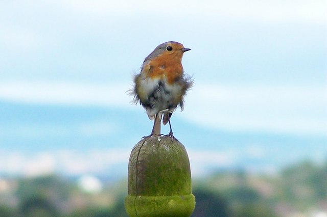 Windswept Robin by Annette Randle via Wikimedia Commons