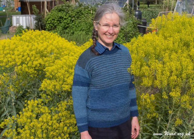 You can grow your own woad just like Teresinha pictured with woad plants in flower