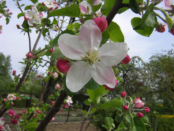 Apple blossom