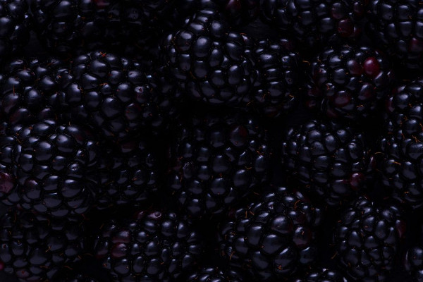 Blackberries : foraging for fruits, nuts and fungi