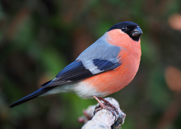 bullfinch