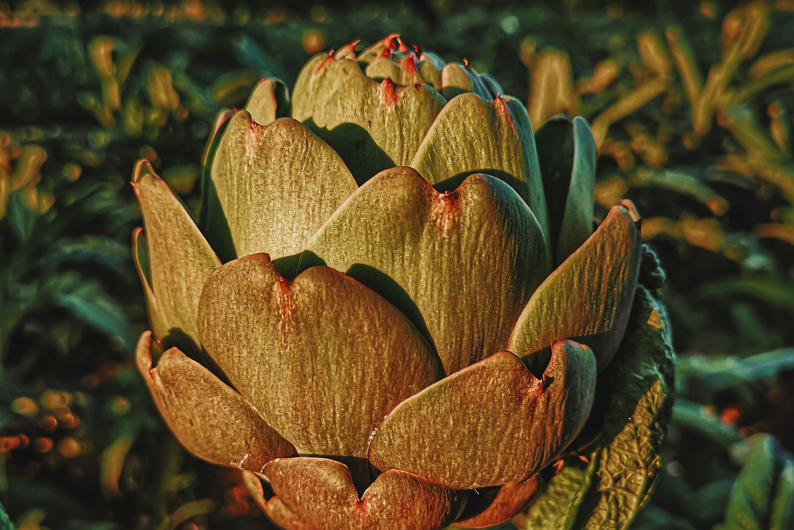 Jerusalem Artichoke