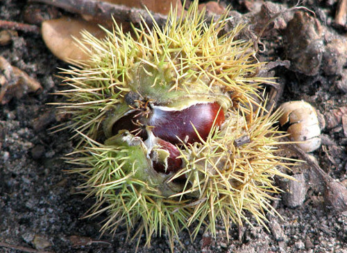 Sweet chestnuts make a delicious edible treat