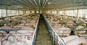 We need to completely close down industrial animal agriculture