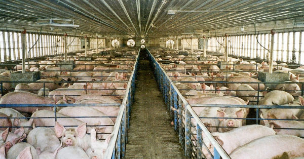 Intensive pig farming - an example of industrial animal agriculture