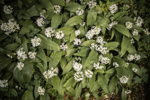 wild garlic