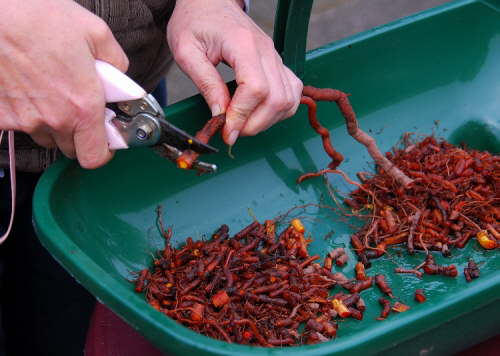 Roots of the madder plant being cut for use in natural dyeing