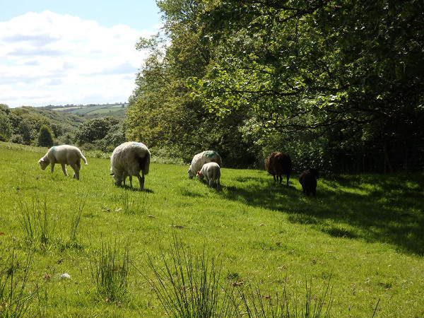 dragonfly land co-op - sheep