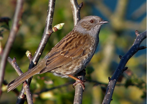 Dunnock: nests and baskets