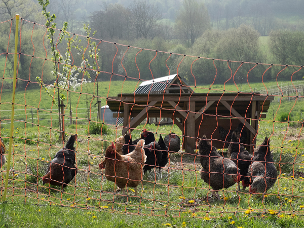 elc chickens