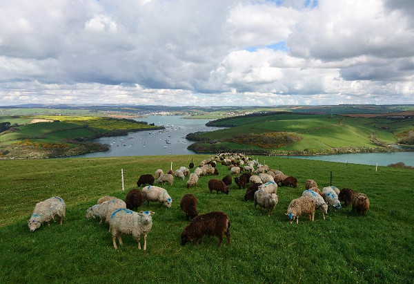 A herd of sheep grazing overlooking the sea