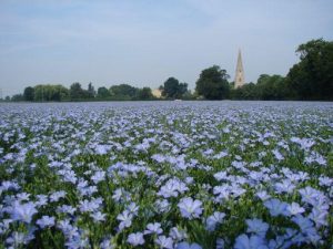 The linen journey: locally-grown flax to yarn